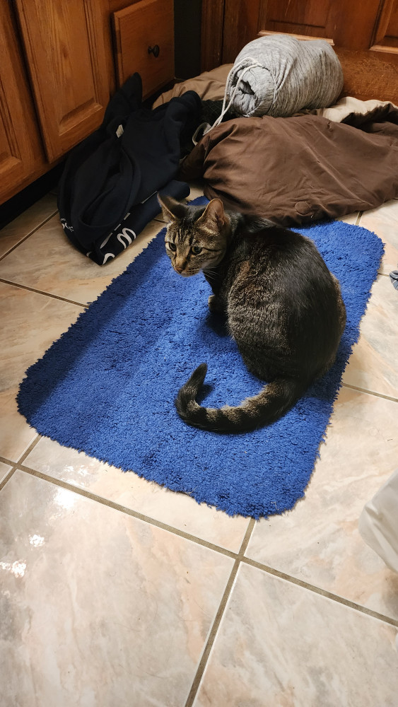 Lost Male Cat (Grey and brown with black stripes, Domestic shorthair)