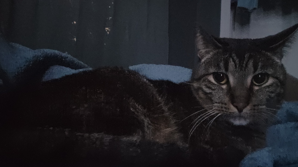 Lost Male Cat (Grey and brown with black stripes, Domestic shorthair)