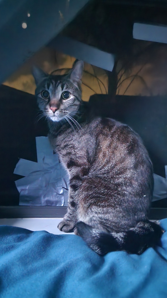 Lost Male Cat (Grey and brown with black stripes, Domestic shorthair)