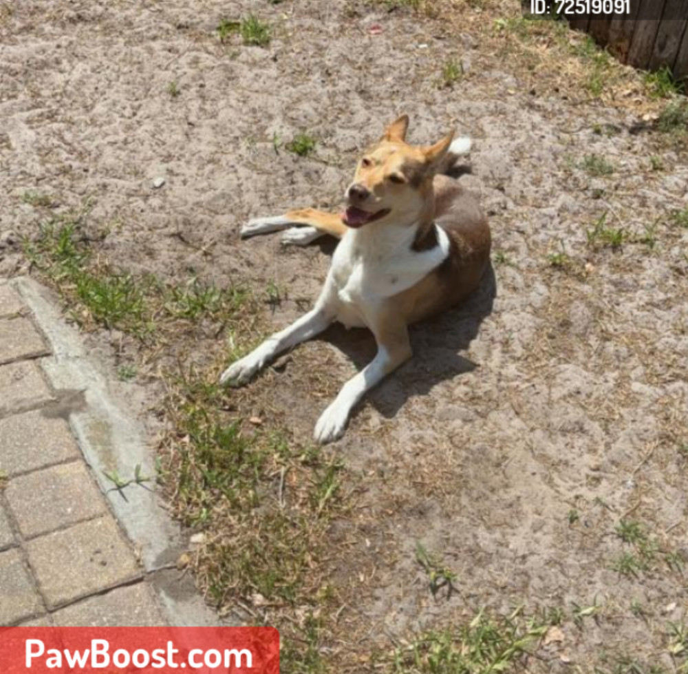Lost Male Dog (Caramel Brown and white, Husky Shepard Mix)
