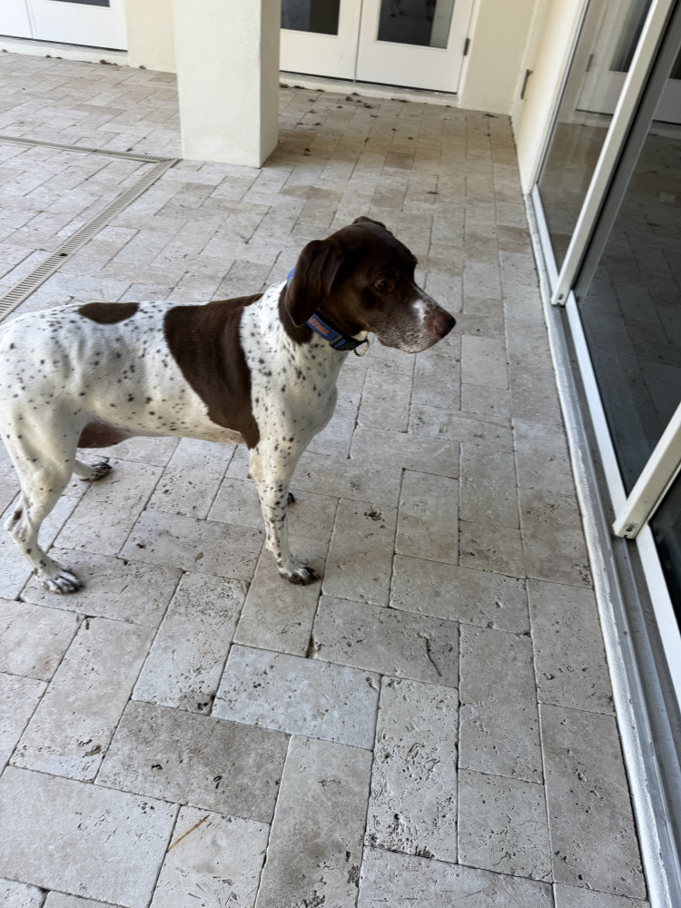 Reunited Male Dog (Brown and white, GSP)