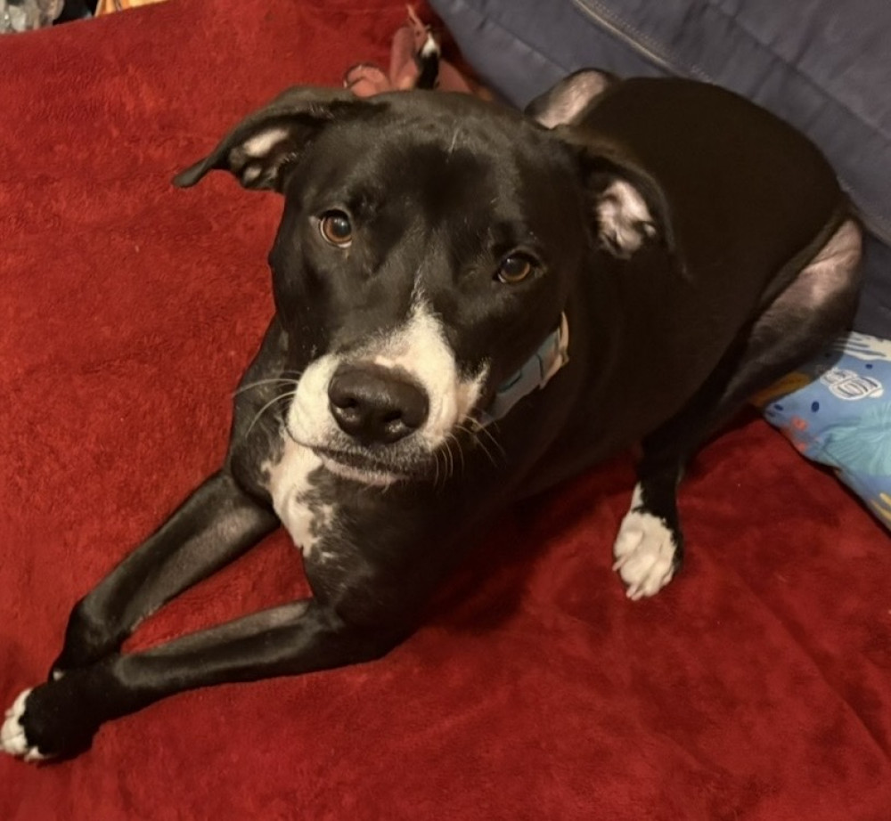 Reunited Female Dog (black with white markings, Beagle/Lab Mix)