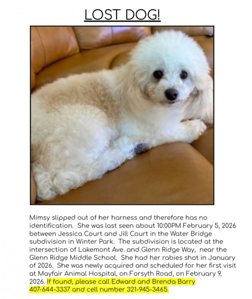 Lost Female Dog (White, Poodle Mix)