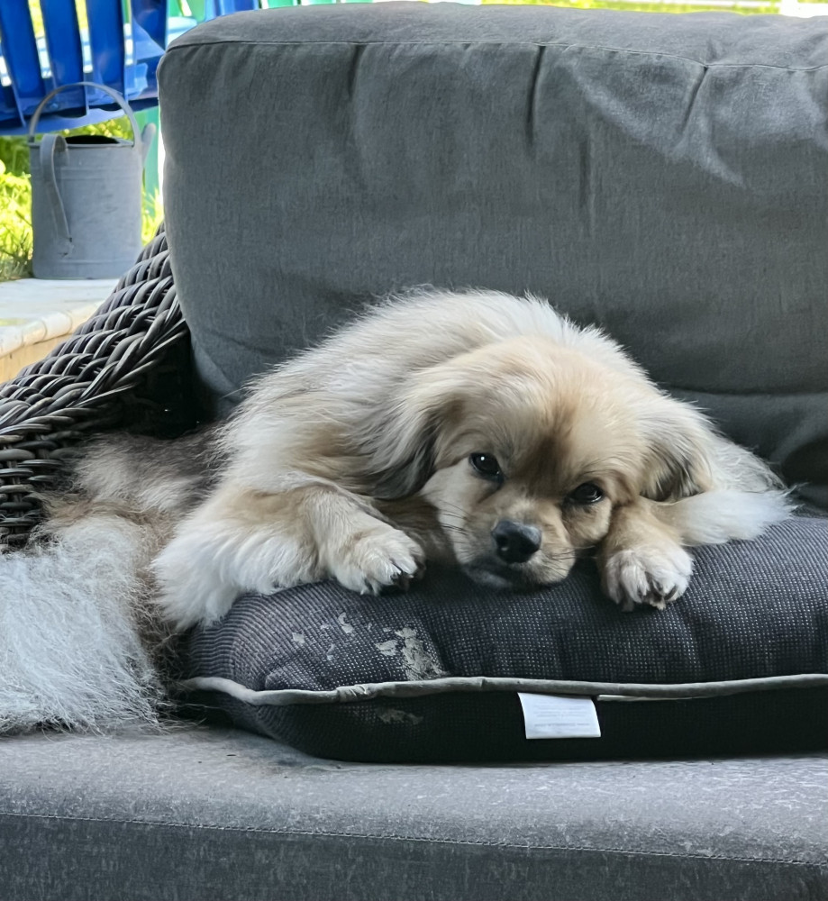 Lost Female Dog (Blond and brown, Mixed breed long hair Terrier)