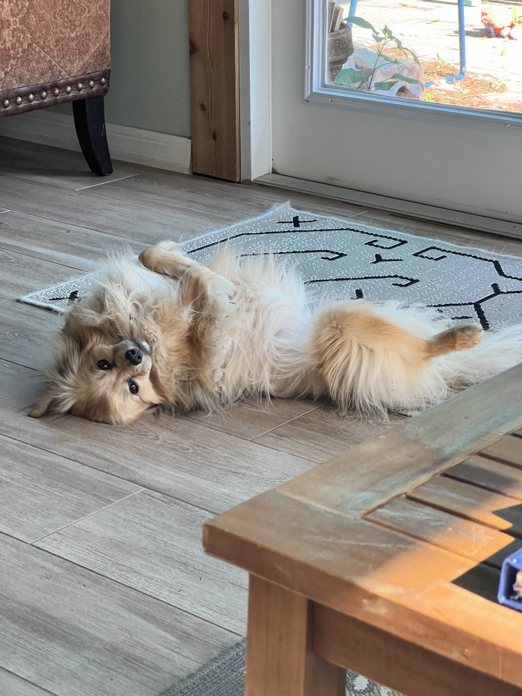 Reunited Female Dog (Blond and brown, Mixed breed long hair Terrier)