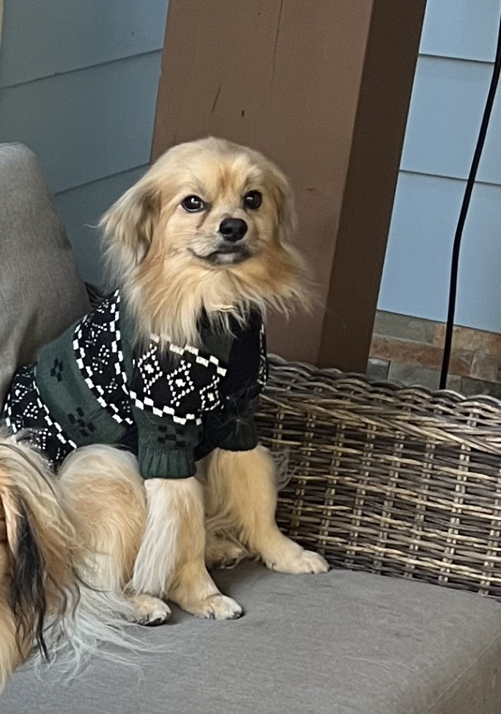 Reunited Female Dog (Blond and brown, Mixed breed long hair Terrier)