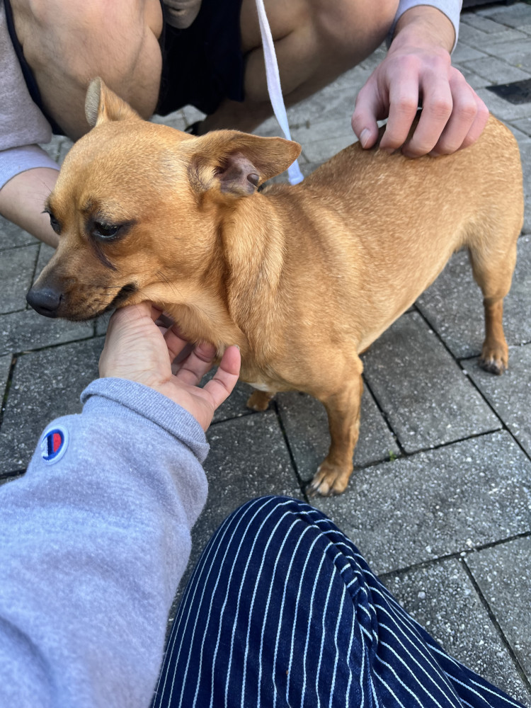 Found Male Dog (Tan, Chihuahua mix)