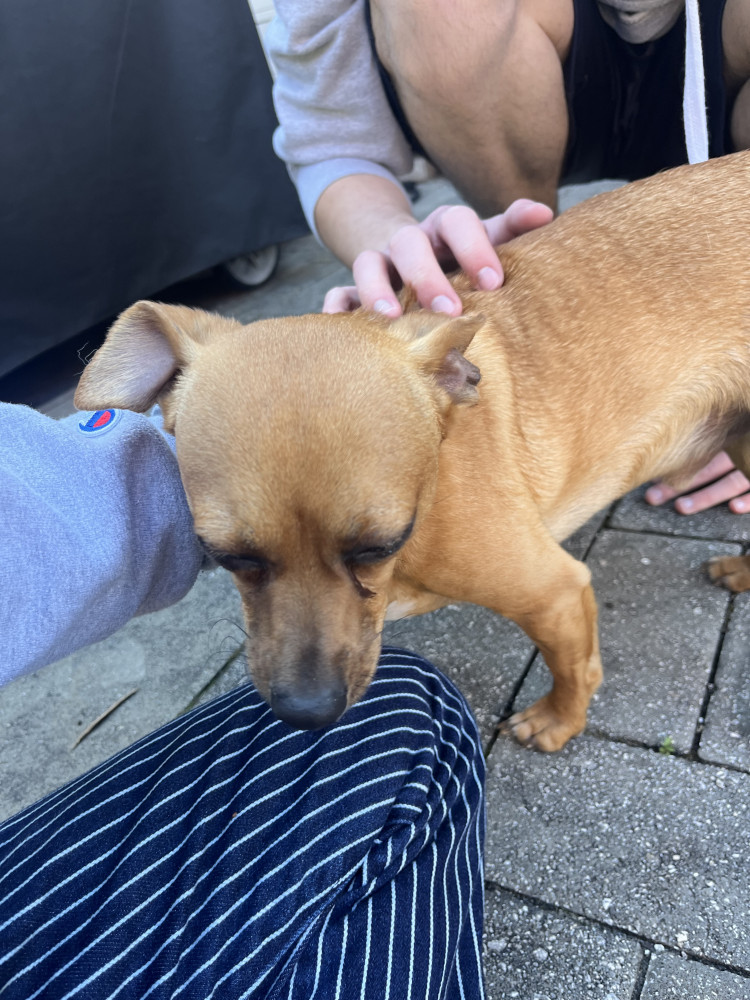 Found Male Dog (Tan, Chihuahua mix)