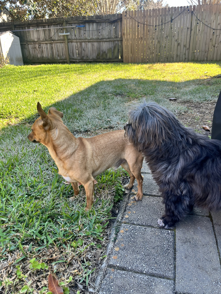 Found Male Dog (Tan, Chihuahua mix)