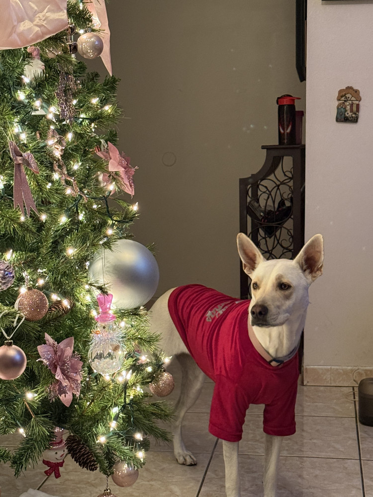 Lost Female Dog (White, Mixed)