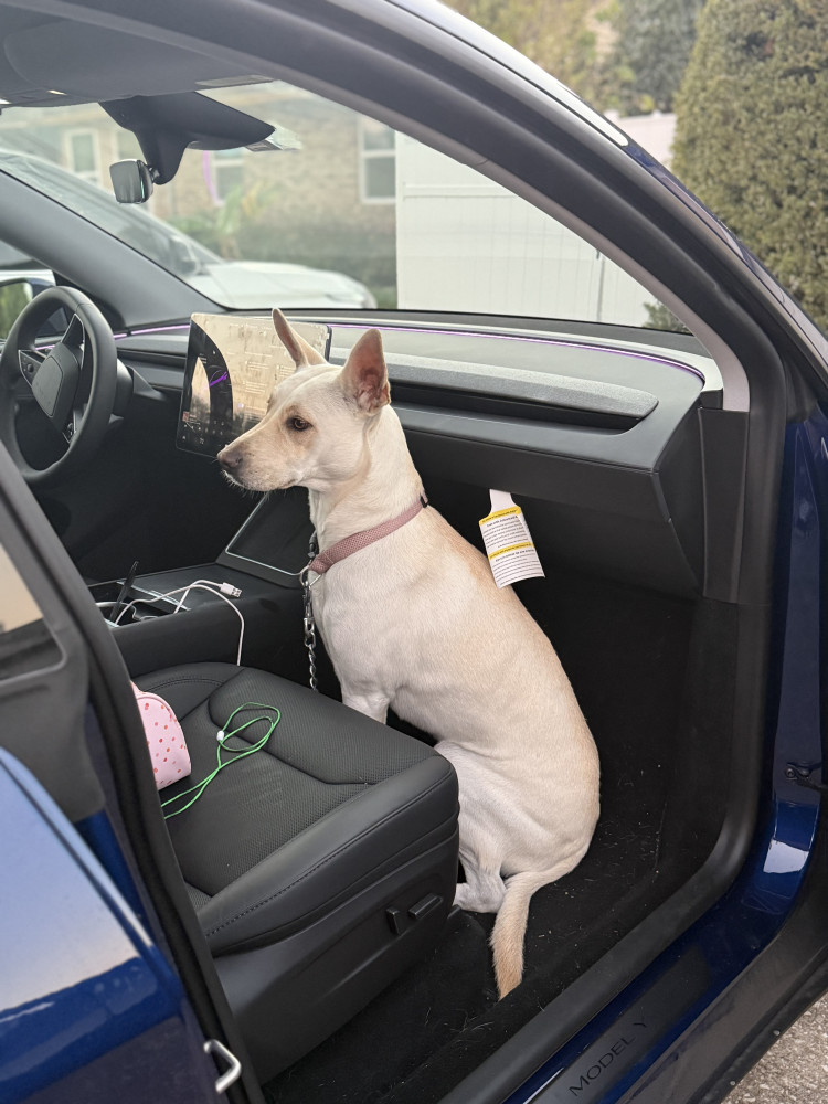 Lost Female Dog (White, Mixed)