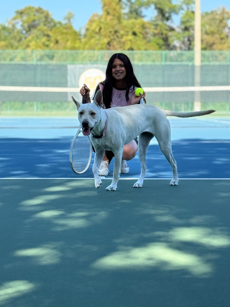 Lost Female Dog (White, Mixed)