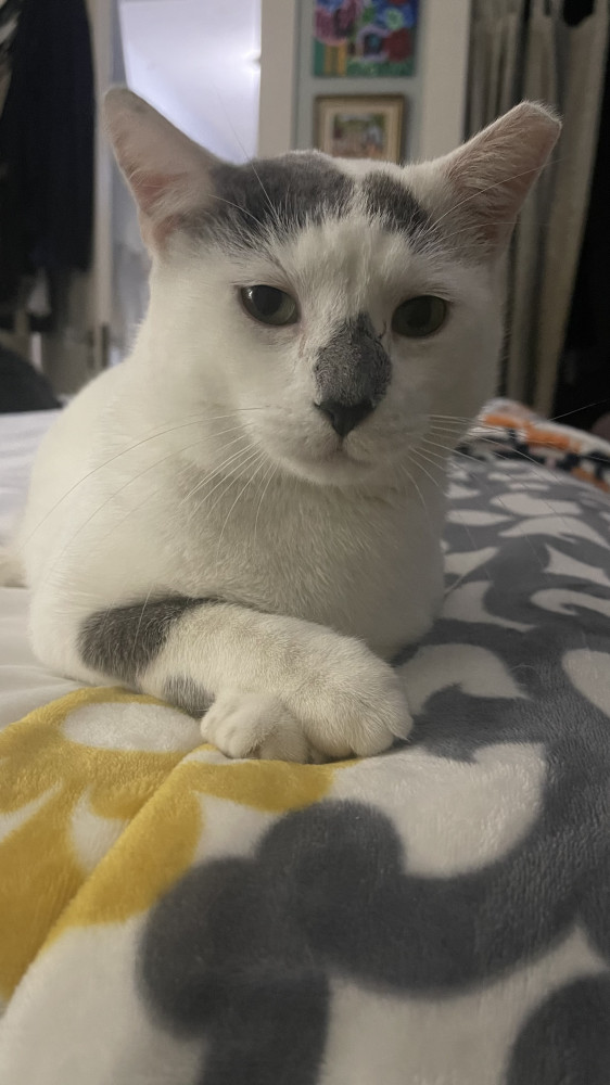 Lost Male Cat (white with grey spots, american cat)