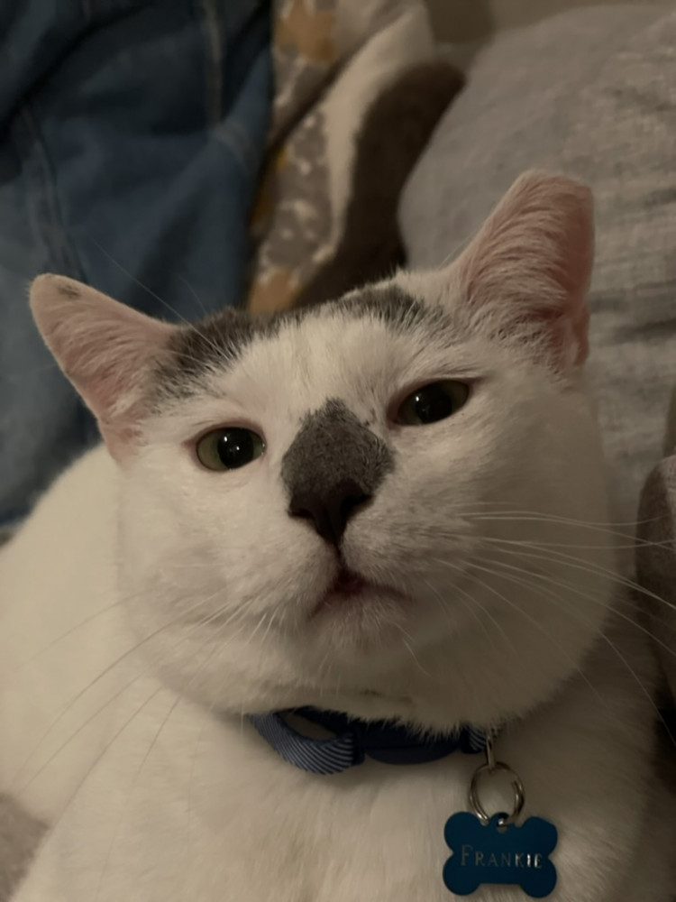 Lost Male Cat (white with grey spots, american cat)