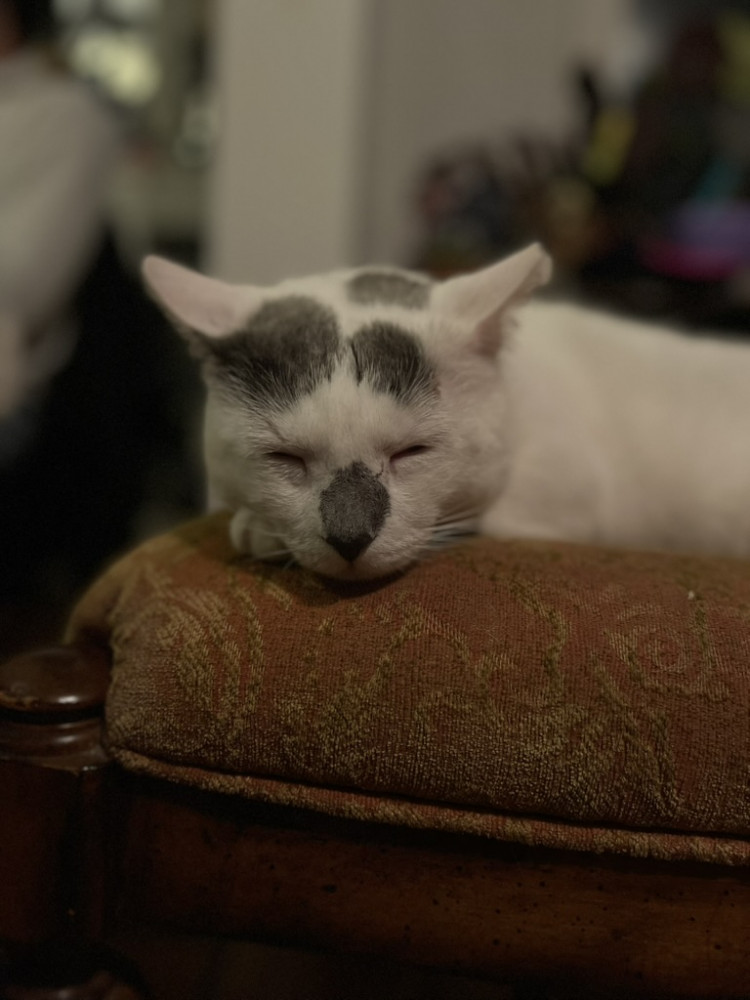 Lost Male Cat (white with grey spots, american cat)