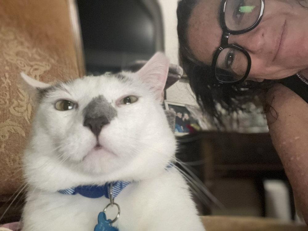 Lost Male Cat (white with grey spots, american cat)