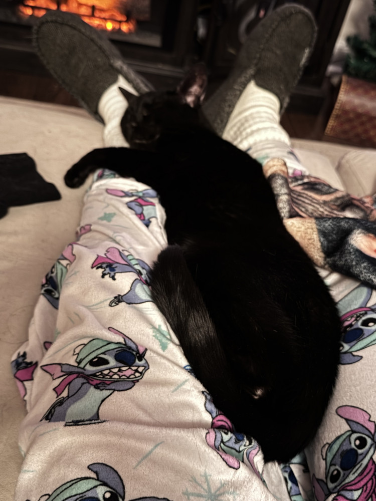 Lost Male Cat (Black, Domestic shorthair)