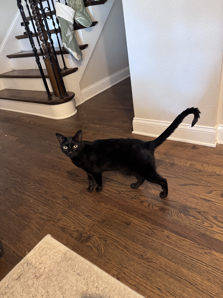 Lost Male Cat (Black, Domestic shorthair)