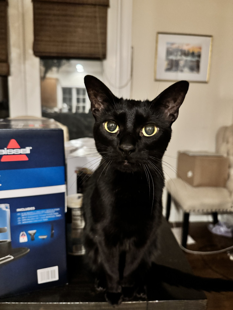 Lost Male Cat (Black, Domestic shorthair)