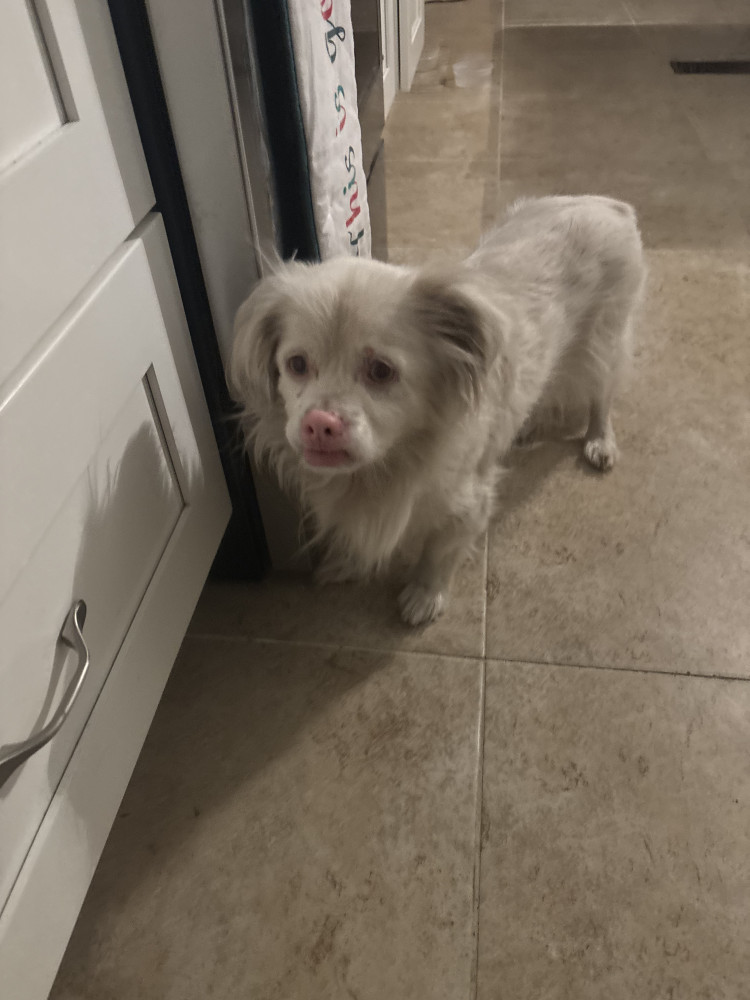 Reunited Male Dog (white, chihuahua mix? maybe)