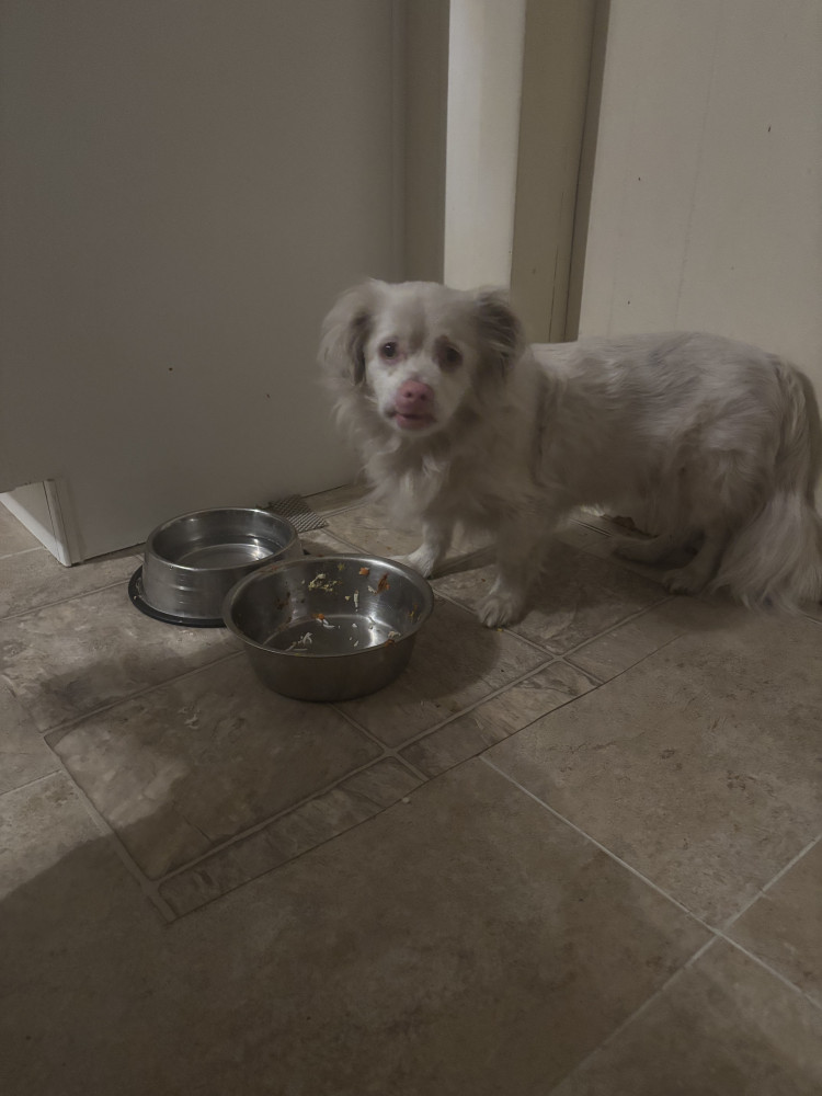 Reunited Male Dog (white, chihuahua mix? maybe)