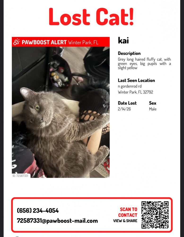 Lost Male Cat (Grey, Long Haired Grey)