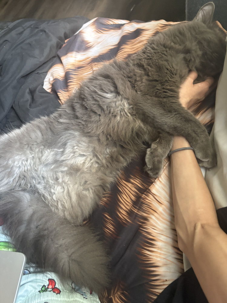 Lost Male Cat (Grey, Long Haired Grey)
