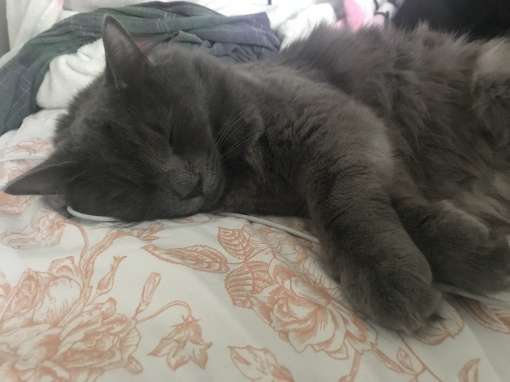 Lost Male Cat (Grey, Long Haired Grey)