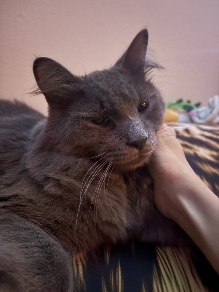 Lost Male Cat (Grey, Long Haired Grey)