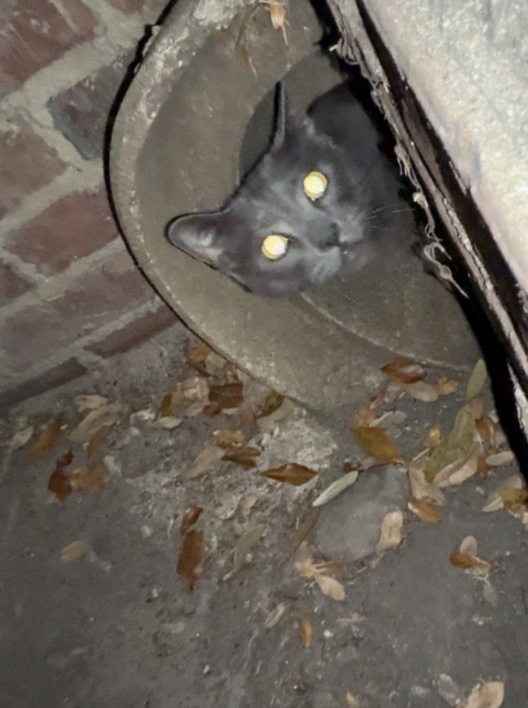 Found Male Cat (Grey, Unsure)