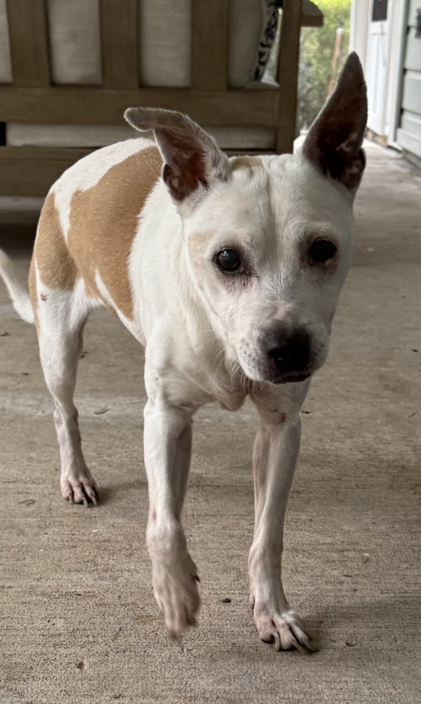Reunited Female Dog (White and tan, Jack Russell/ Chihuahua)