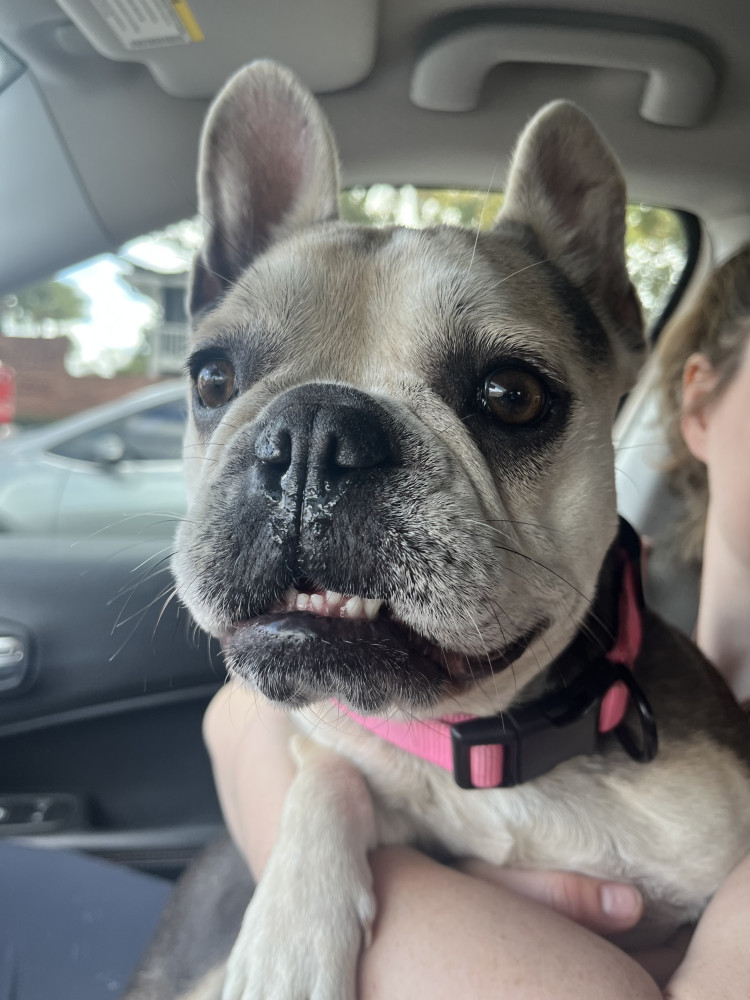 Reunited Female Dog (Grey/tan, French bull dog)