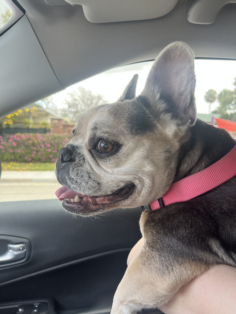 Reunited Female Dog (Grey/tan, French bull dog)