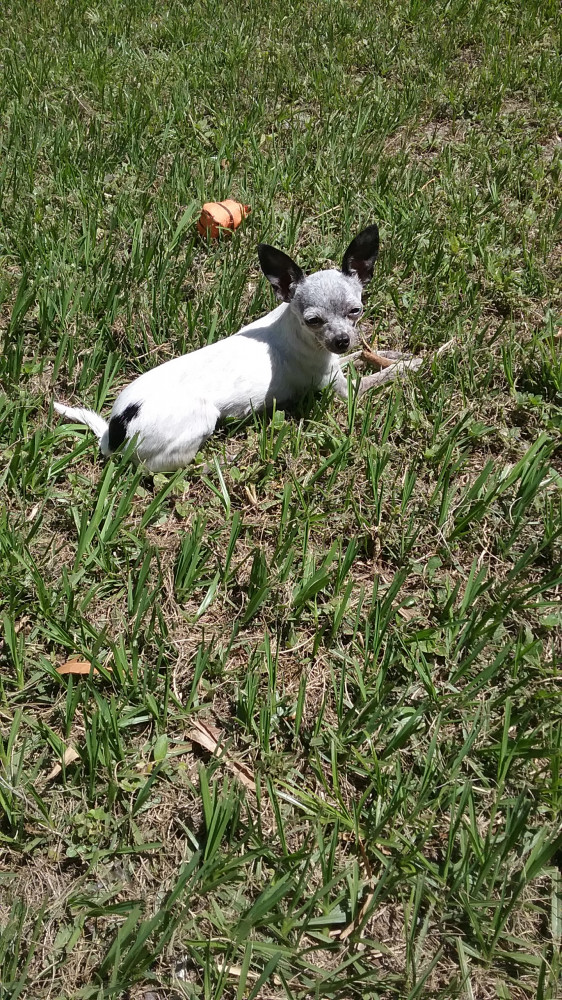 Lost Male Dog (White w/ black ears, and other places, Chihuahua)