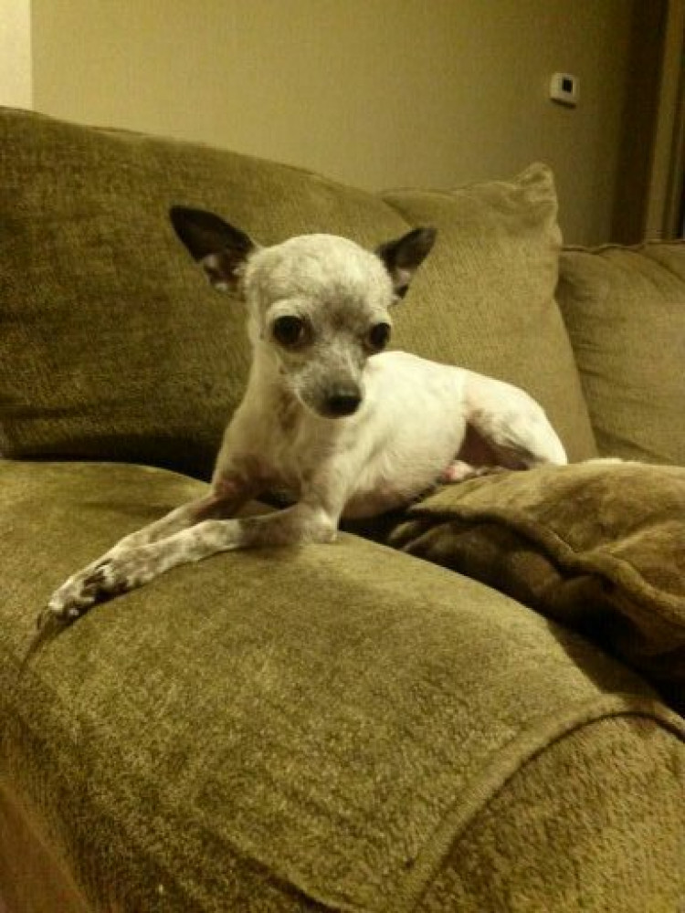 Lost Male Dog (White w/ black ears, and other places, Chihuahua)