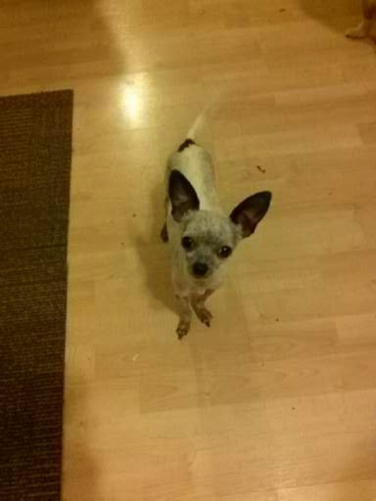 Lost Male Dog (White w/ black ears, and other places, Chihuahua)