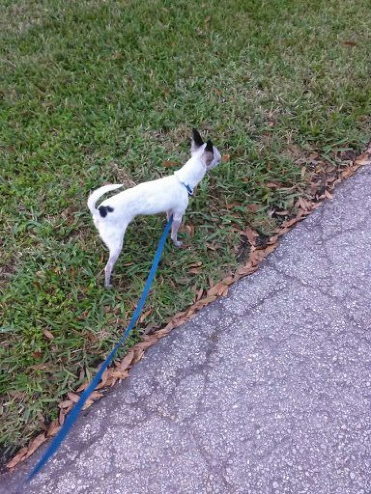 Lost Male Dog (White w/ black ears, and other places, Chihuahua)