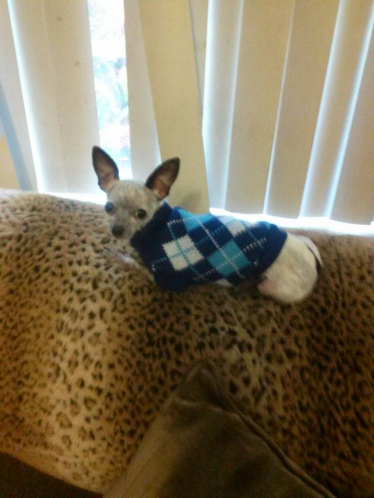 Lost Male Dog (White w/ black ears, and other places, Chihuahua)