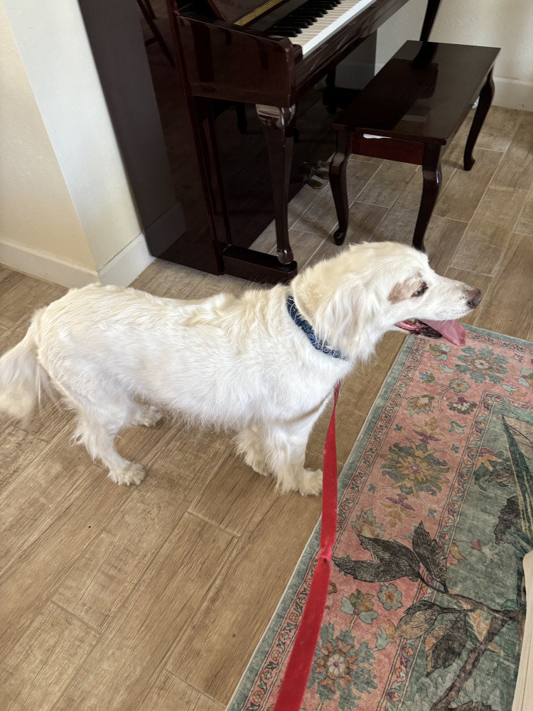 Reunited Male Dog (White, Mixed)