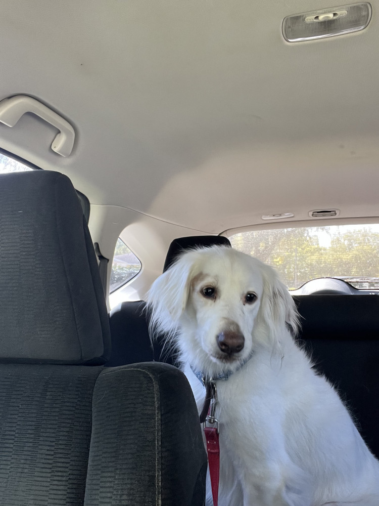 Reunited Male Dog (White, Mixed)