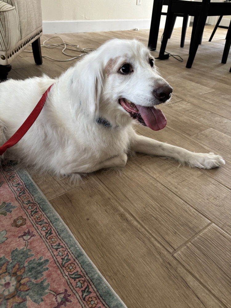 Reunited Male Dog (White, Mixed)
