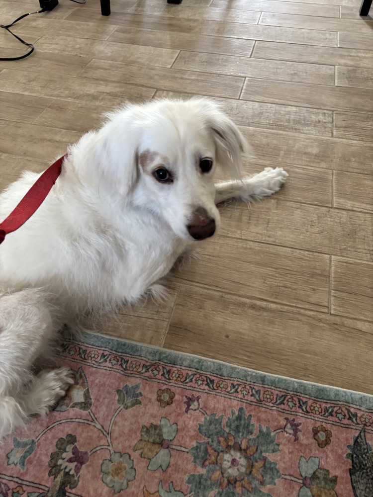 Reunited Male Dog (White, Mixed)