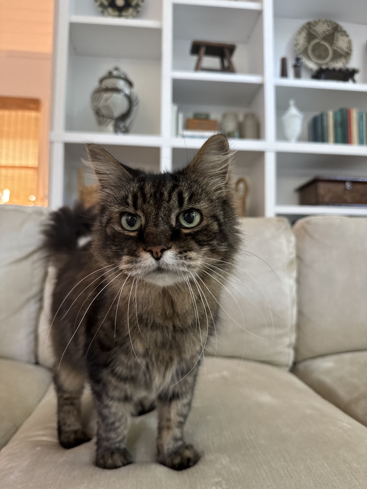 Lost Female Cat (Brown, Tabby)