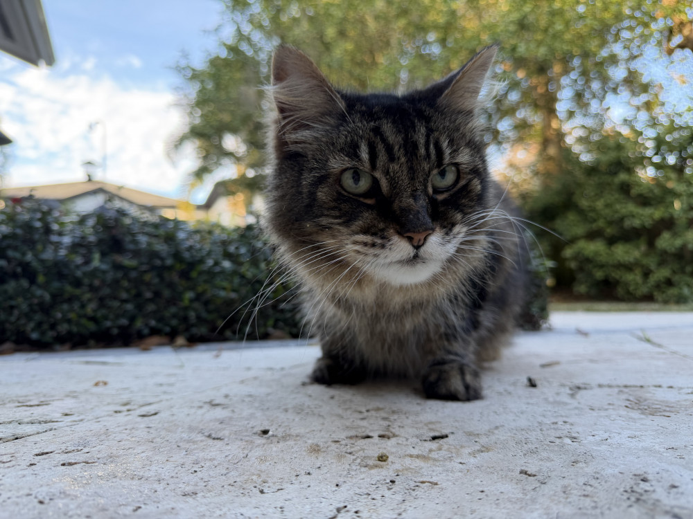 Lost Female Cat (Brown, Tabby)