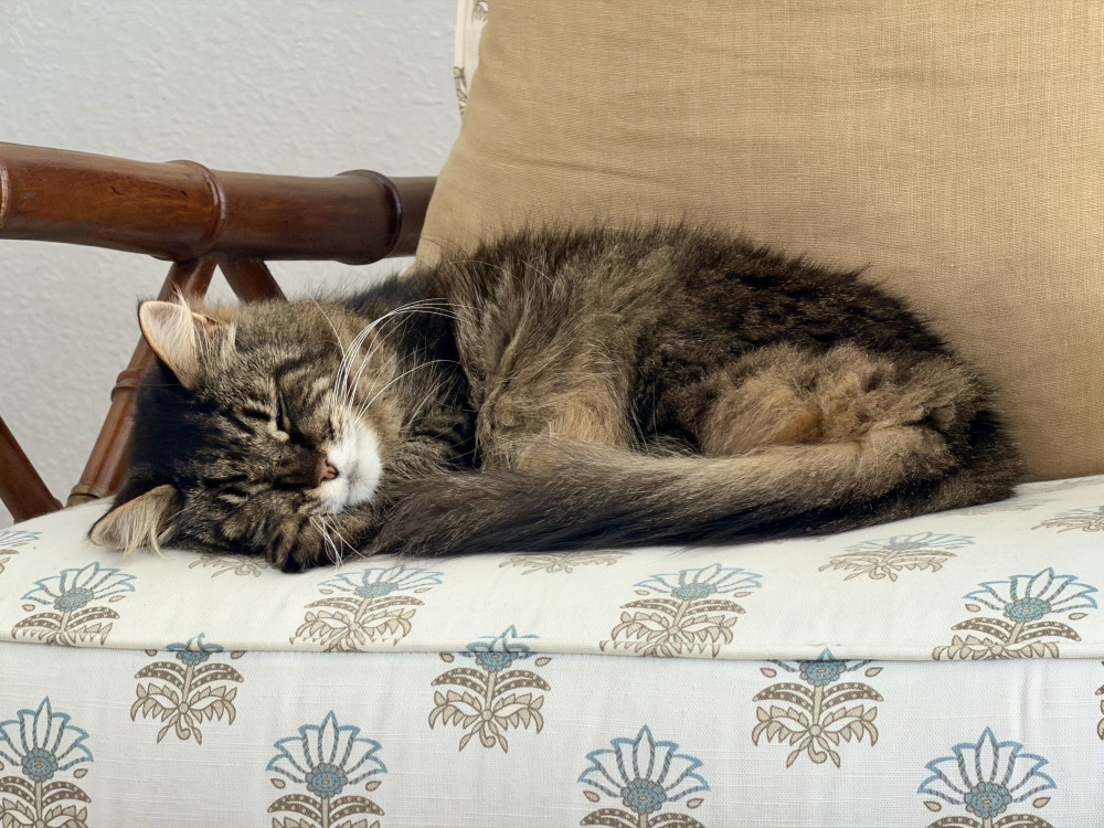 Lost Female Cat (Brown, Tabby)