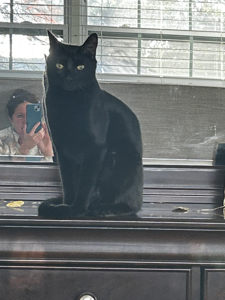 Lost Male Cat (Black, Short hair)
