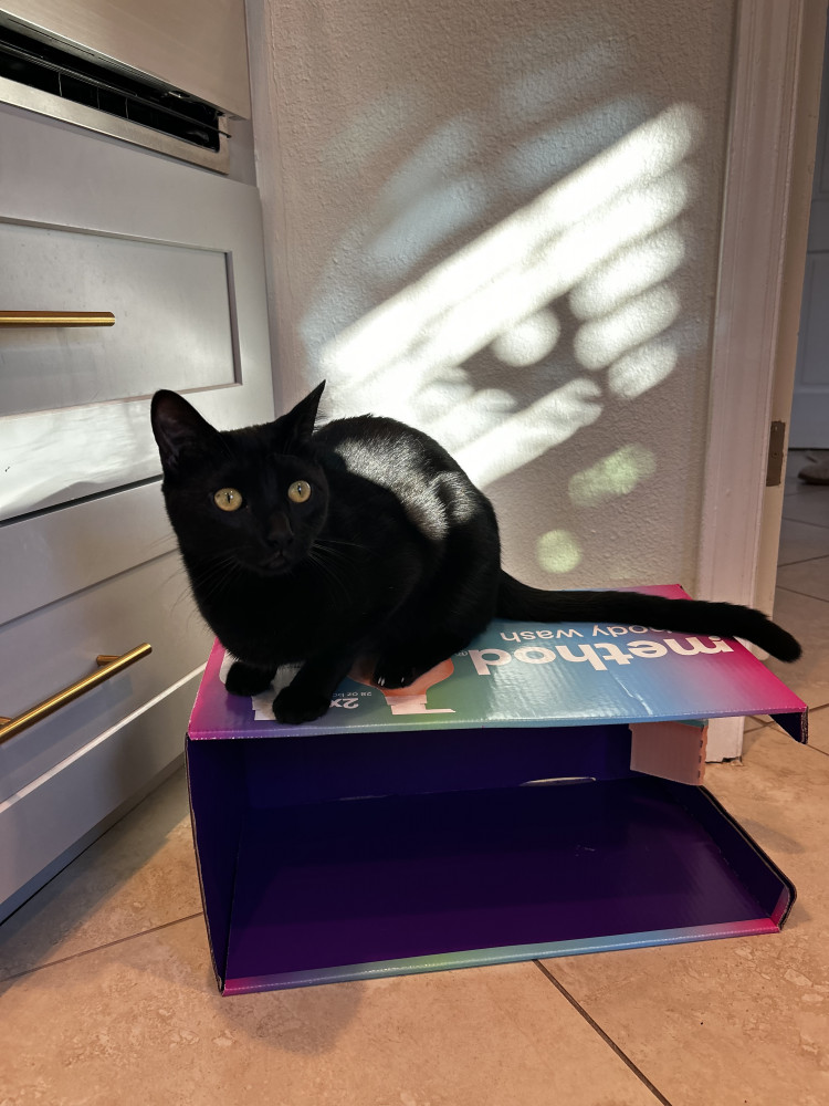 Lost Male Cat (Black, Short hair)