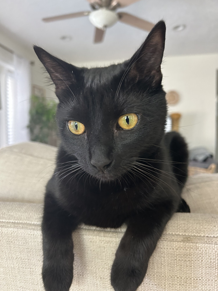 Lost Male Cat (Black, Short hair)