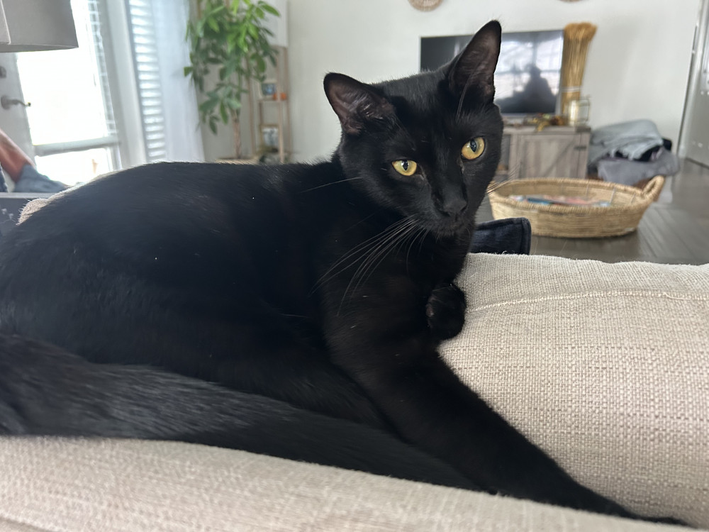 Lost Male Cat (Black, Short hair)