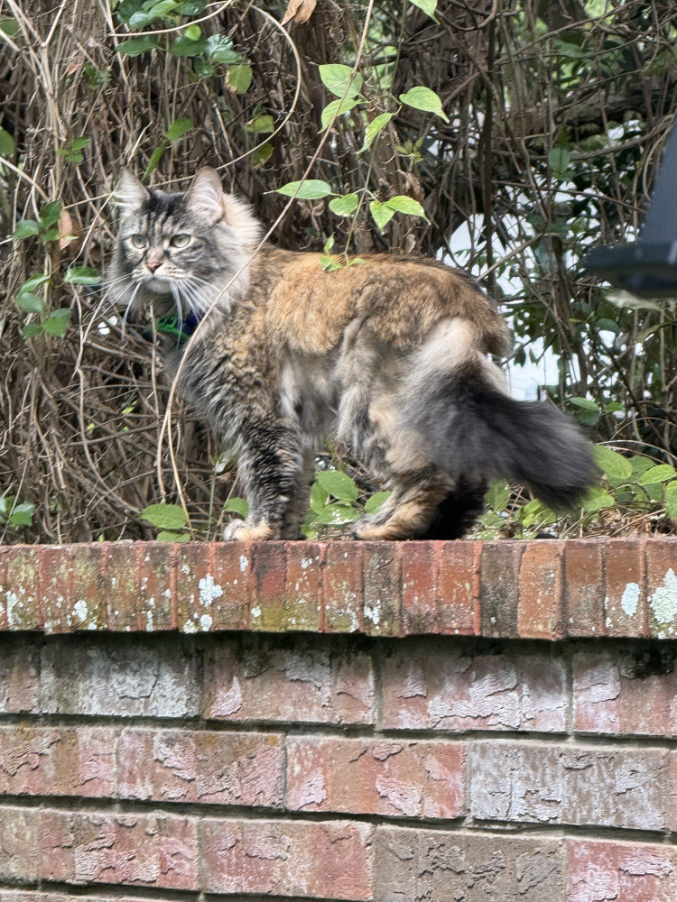 Found Male Cat (Multi, Cat long hair)